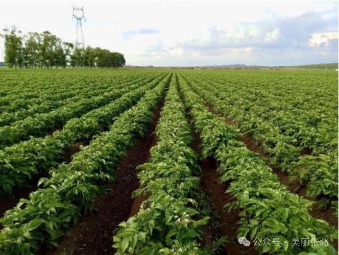 张北马铃薯种植基地入选全国绿色食品原料标准化生产基地