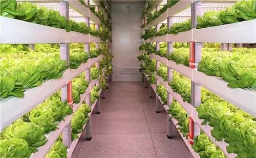 新农村,新农场,植物工厂!太空蔬菜!超市未来的吸客利器?
